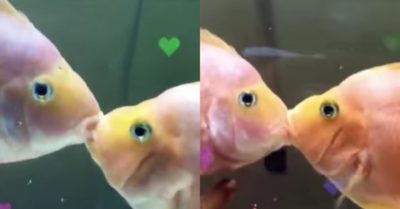 Video: Hai con cá cảnh ”hôn nhau đắm đuối” để tranh giành lãnh thổ
