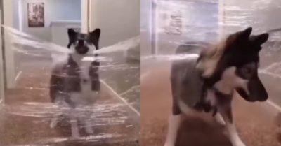 Video: Husky vượt rào chắn “kiểu ngáo ngơ” không giống ai