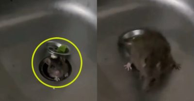 Video: Chuột béo chui lên từ bồn rửa bát