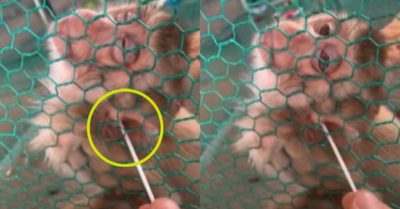Video: Chú khỉ con hưởng thụ khi được chủ nhân lấy ráy tai