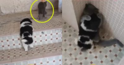 Video: Mèo cưng bất lực bị cún con đè đầu cưỡi cổ
