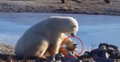 Video: Chú gấu Bắc cực vuốt ve thân thiện với chó nhỏ