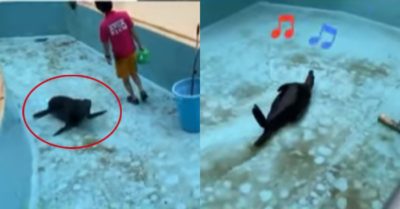 Video: Hải cẩu tranh thủ chơi đùa khi nhân viên dọn bể