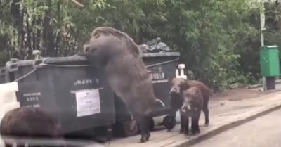 Video: Lợn rừng mẹ lục tìm thức ăn trong thùng rác cho bầy con