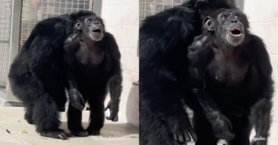 Video: Tinh tinh vỡ oà khi nhìn thấy bầu trời sau 29 năm bị nhốt
