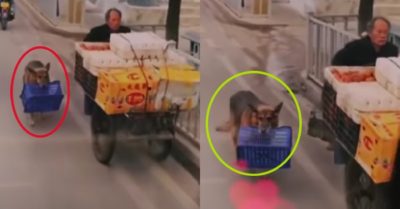 Video: Chó cưng phụ chủ mang hàng ra chợ bán mưu sinh