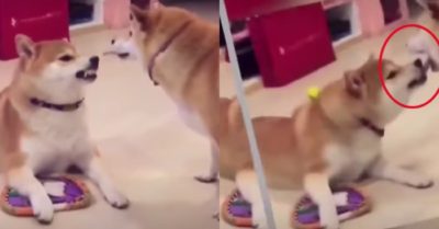 Video: Chú chó thè lưỡi lêu lêu bạn và cái kết