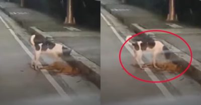 Video: Xúc động hình ảnh chú chó cố đánh thức bạn sau tai nạn xe