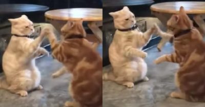 Video: Ngộ nghĩnh hai chú mèo chơi đập tay