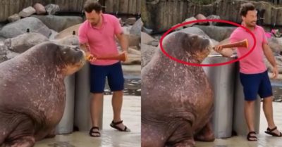 Video: Hải cẩu béo mập thổi kèn khiến dân mạng ngỡ ngàng