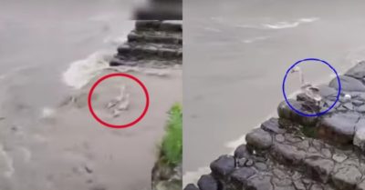 Video: Chú vịt chung tình nhảy xuống nước lũ khi thấy bạn bị cuốn đi
