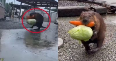 Video: Hải ly đội mưa đi nhận hoa quả khiến dân mạng thích thú