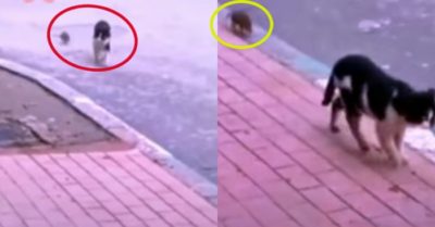 Video: Chú mèo hiên ngang dẫn chuột đi dạo phố