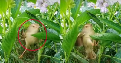 Video: Con chim xây tổ ‘điêu luyện’ dùng mỏ như ‘chiếc kim’ để đan lá