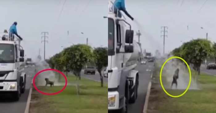 Video: Chú chó chơi đùa cùng vòi nước khi xe tưới cây trên đường