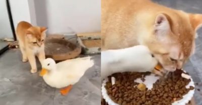 Video: Chú vịt láu táu phá bĩnh bữa ăn của mèo