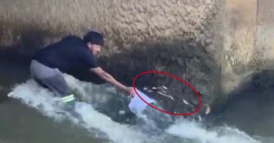 Video: Đàn cá thi nhau ‘tự chui đầu vào rọ’