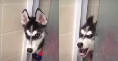 Video: Chó Husky trừng mắt, cãi chủ ‘chem chẻm’ khiến dân mạng phì cười