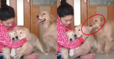 Video: Gâu đần ghen tị khi 2 em được cô chủ cưng nựng