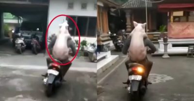 Video: Nam thanh niên ‘mang lợn về cho mẹ’ khi bị giục lấy vợ
