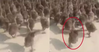 Video: Con vịt có tướng đi ‘siêu mẫu’ trông khác biệt nhất đàn