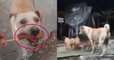 Video: Được cho đùi gà, chó mẹ đói lả vẫn mang về cho đàn con