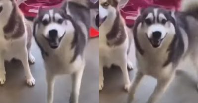 Video: Chó Husky theo trend nhảy điệu múa lân