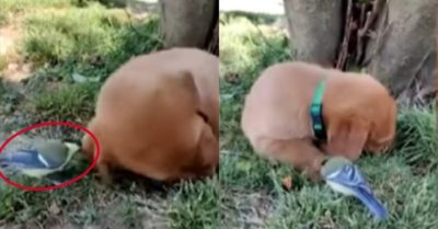 Video: Chú chim lầy lội chọc phá giấc ngủ của cún