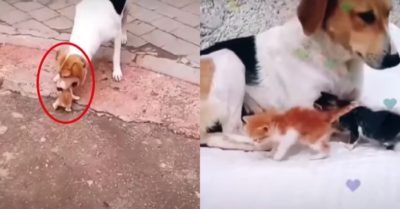Video: Chó mẹ làm bảo mẫu chăm sóc 2 chú mèo con