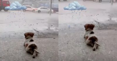 Video: Chú cún thư thái nằm ngắm mưa rơi
