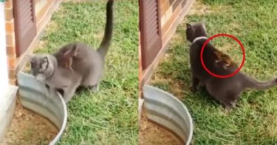 Video: Sóc nhanh nhảu nhảy lên lưng mèo khiến mèo loay hoay vì mất dấu