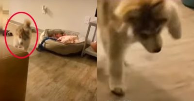 Video: Chú chó giả vờ đau chân sau khi làm rơi đồ của chủ nhân