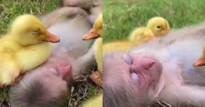 Video: Chú khỉ con chăm sóc vỗ về cho vịt con ngủ