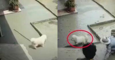 Video: Chú cún cưng phá bĩnh anh thợ hồ