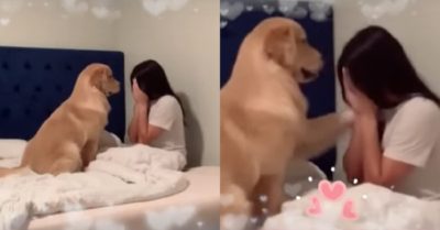 Video: Gâu đần vỗ về an ủi khi thấy cô chủ ngồi ôm mặt khóc