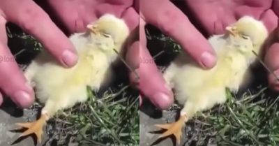 Video: Chú gà con chìm vào giấc ngủ sau khi được “vỗ về”