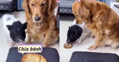 Video: Gâu đần nhường miếng bánh lớn hơn cho heo con