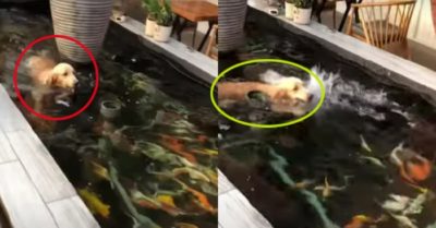 Video: Chó gâu đần bơi tung tăng khiến đàn cá Koi hoảng loạn