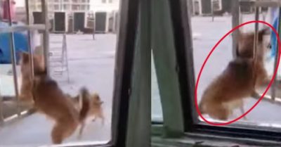 Video: Chú chó bị mắc kẹt ở khe cửa sổ khi nhảy ra ngoài