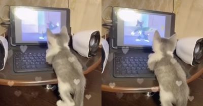 Video: Mèo con chăm chú xem Tom và Jerry trên máy tính
