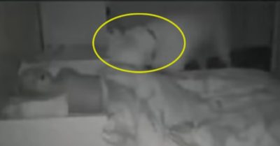 Video: Camera ghi cảnh ‘bảo mẫu’ cún thăm em bé mỗi đêm