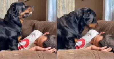 Video: Chú chó bối rối khi đang cắt móng chân chủ lại vờ ngất xỉu