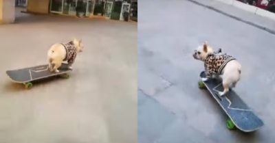 Video: Chú cún lướt ván siêu ngầu khiến người xem thích thú