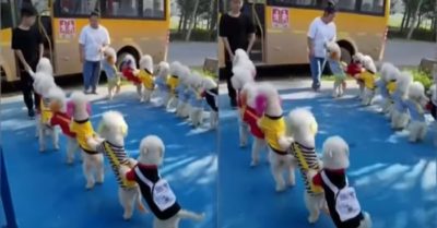 Video: Những chú chó ngoan ngoãn xếp hàng trước khi lên xe