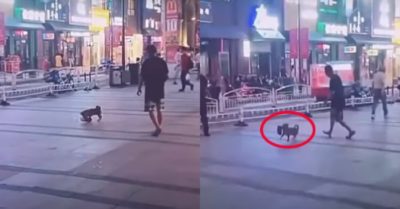 Video: Chó cưng tha dép chạy quanh trêu đùa chủ nhân