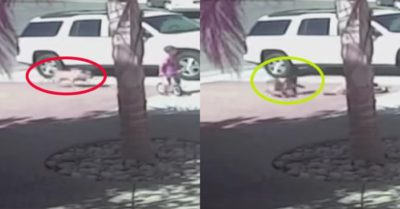 Video: Mèo nhà tấn công hất văng chó dữ giải cứu em bé