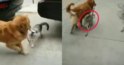 Video: Cún cưng nhiệt tình dắt bé mèo đi chơi