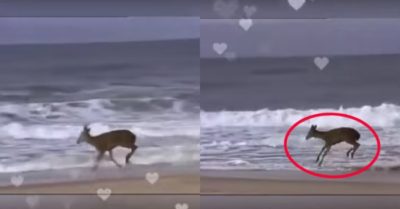Video: Chú nai thích thú chơi đùa với sóng biển