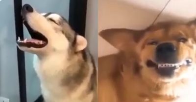 Video: Muôn vàn tư thế khó đỡ của những chú chó