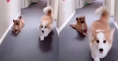 Video: Cún con thích nhại tướng đi của chú chó corgi